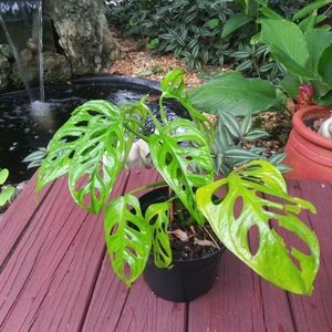 *SOLD*Monstera Adansonii 'swiss cheese' Wide Leaf